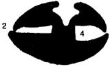 KL 0383 - stretcher EPDM profiles - Stabilizing and stretcher profiles KL 0383 - stretcher EPDM profiles - Stabilizing and stretcher profiles